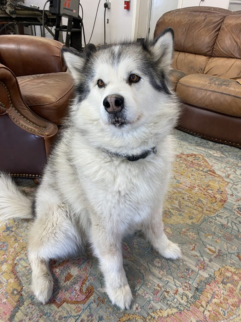 Dog Husky